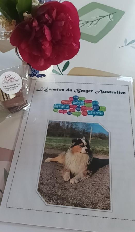L'Evasion Du Berger Australien Leilighet Couvin Eksteriør bilde